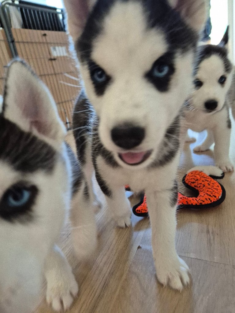 Siberische Husky teefjes – direct beschikbaar – €900, Dieren en Toebehoren, Parvo, 8 tot 15 weken, Teef, Poolhond