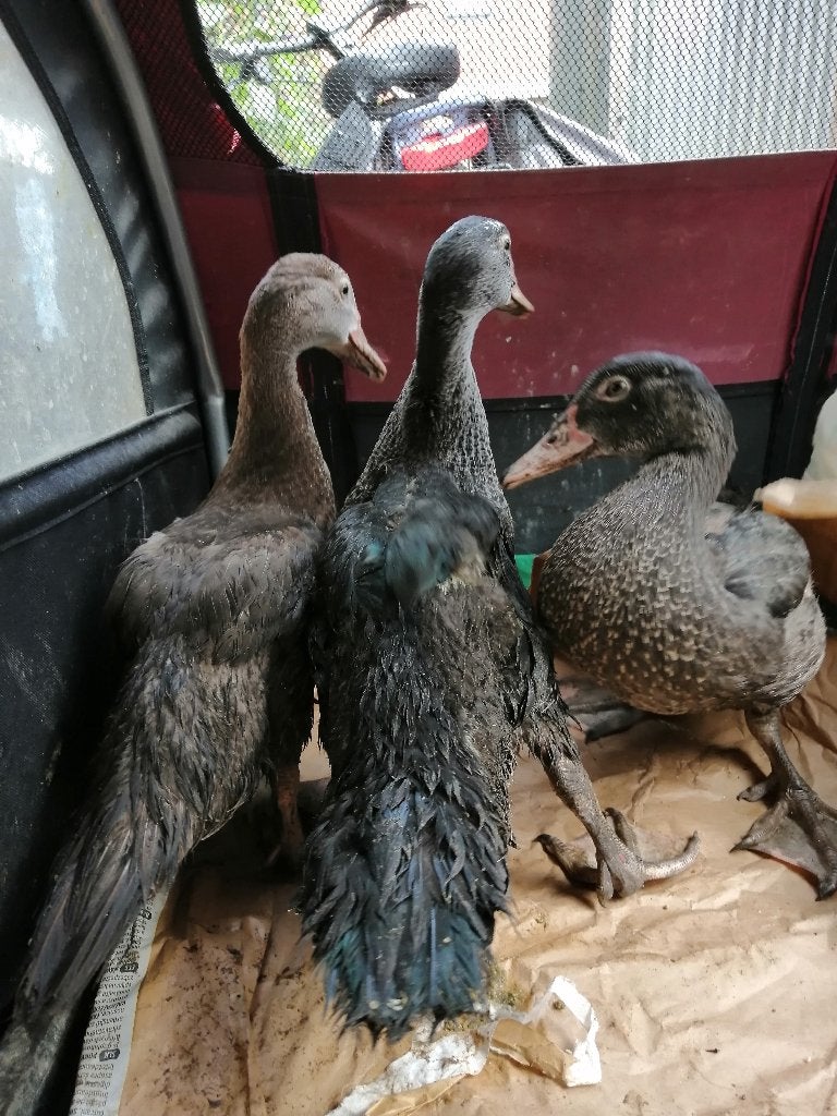 muskus eenden kuikens, Meerdere dieren, Eend