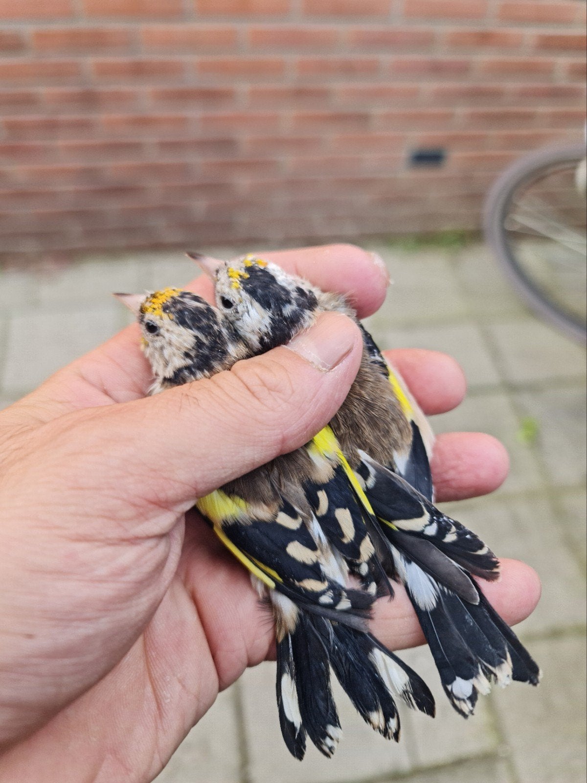 Parva, Dieren en Toebehoren
