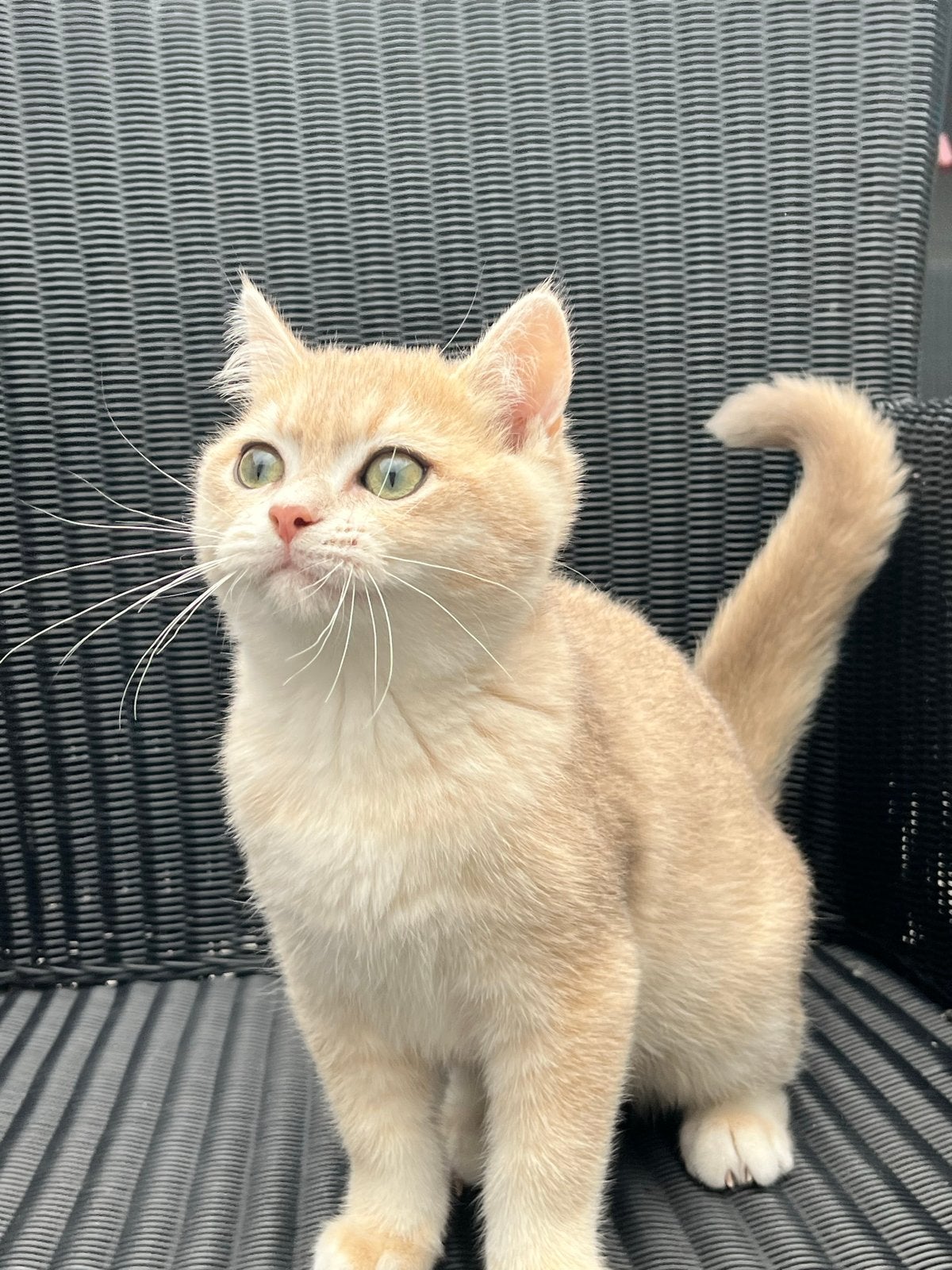 Britse korthaar kitten (katertje)met stamboom golden shaded