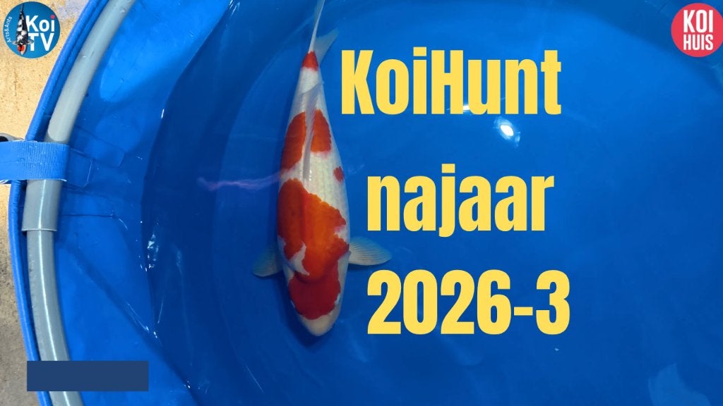 Japanse koi koihunt, Karper of Koi