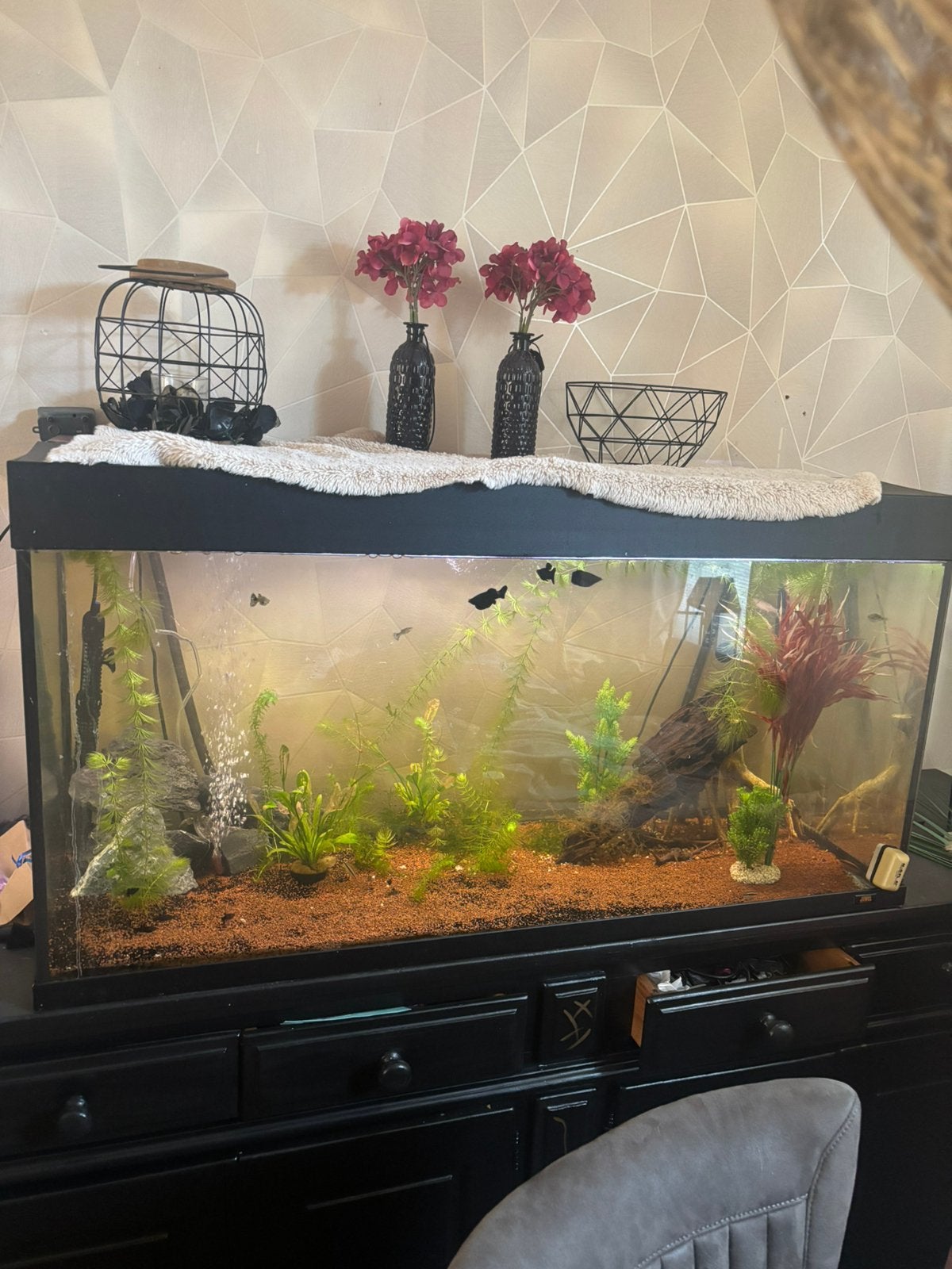 Mooi groot compleet aquarium, Ophalen, Zo goed als nieuw, Gevuld zoetwateraquarium