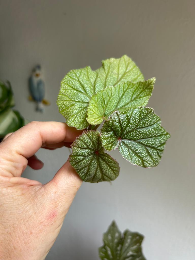 Begonia sinbad, meerdere stekken zie advertentie, Ophalen of Verzenden, Halfschaduw, Minder dan 100 cm