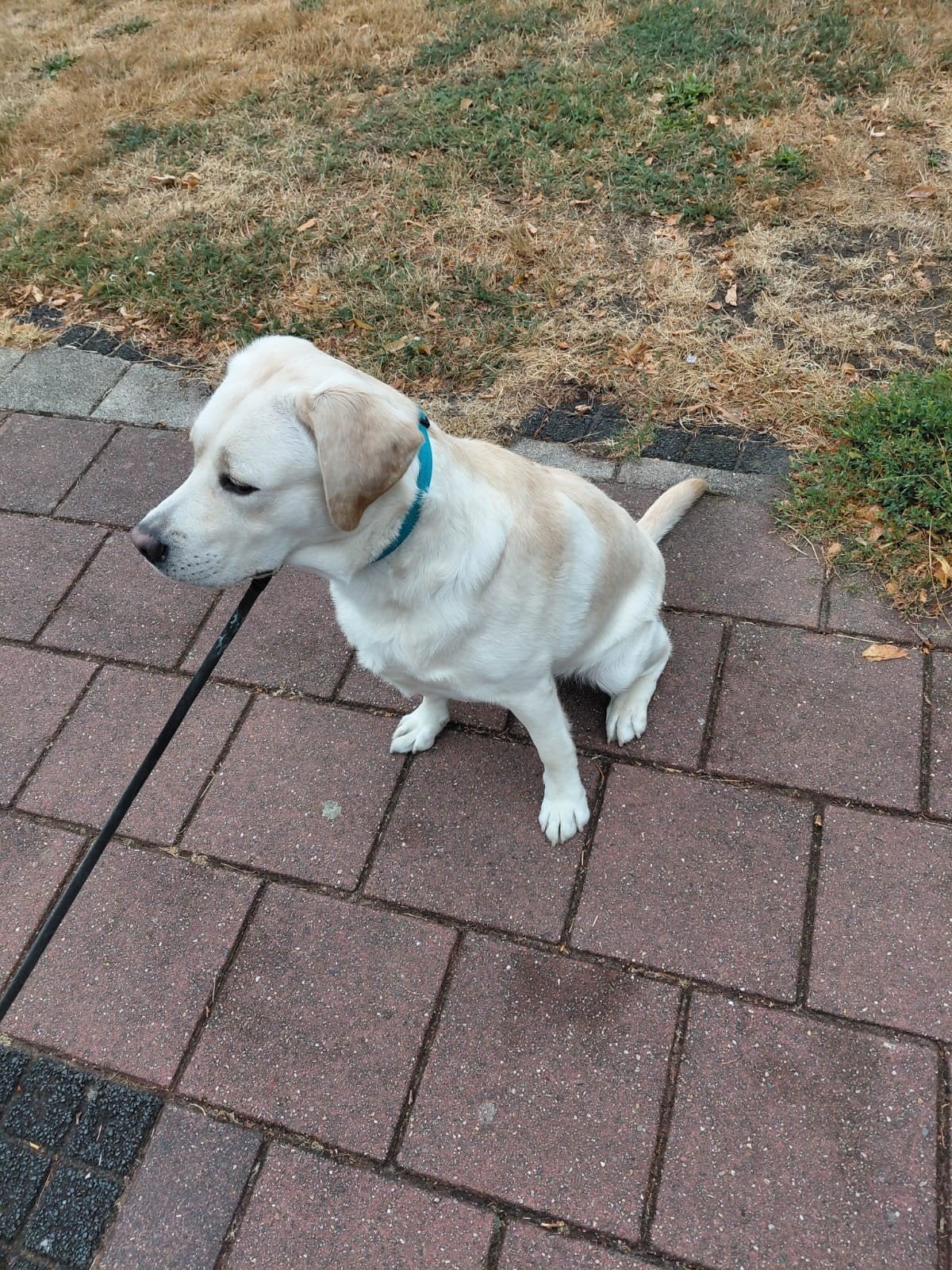 Labrador, Reu, 1 tot 2 jaar, Labrador retriever, Parvo