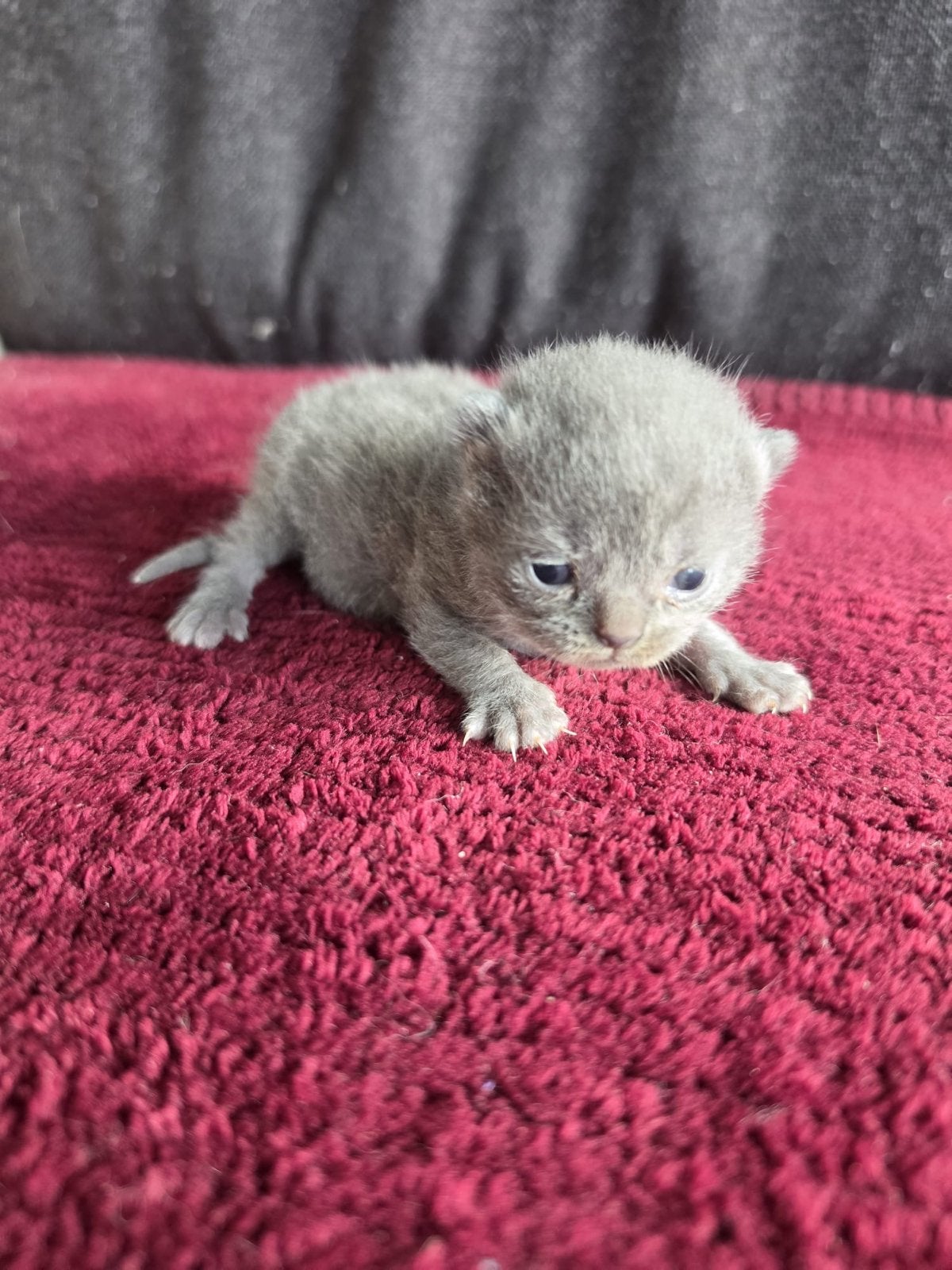 Britse Korhthaar kittens, Dieren en Toebehoren, Kater, Ontwormd, 0 tot 2 jaar