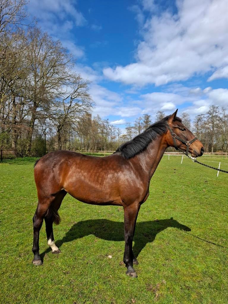 Te koop 2 jarige merrie, Merrie, Met stamboom, Dressuurpaard, 0 tot 2 jaar
