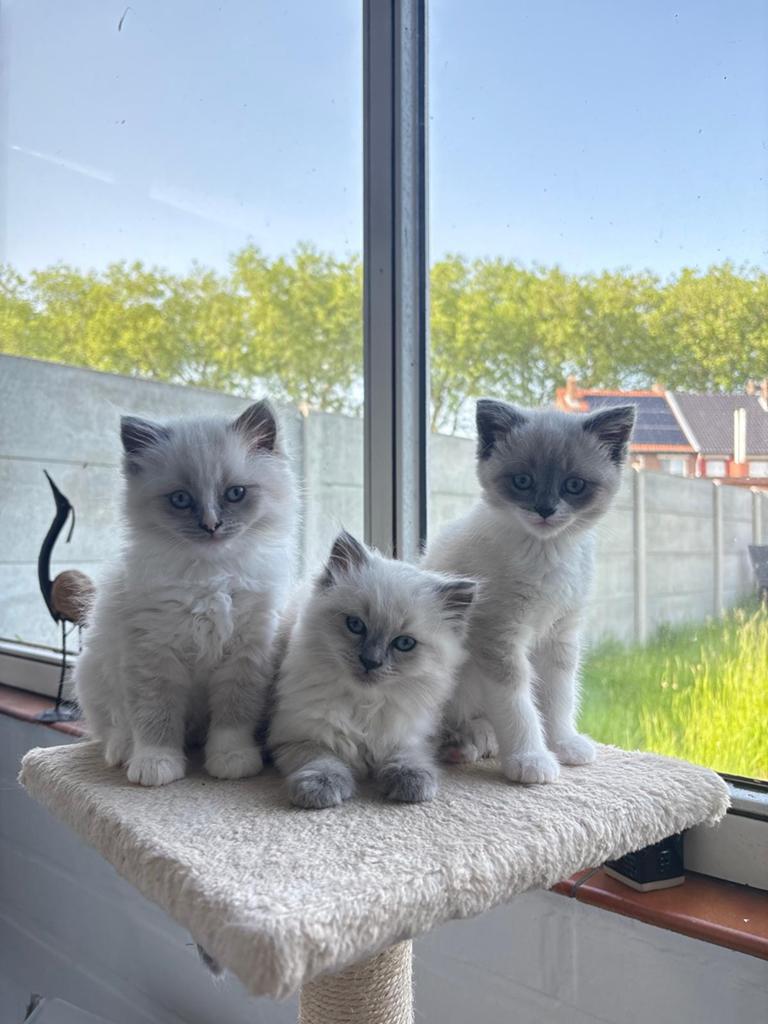 Ragdoll x Britse Korthaar kittens, Dieren en Toebehoren, Poes, Ontwormd, 0 tot 2 jaar