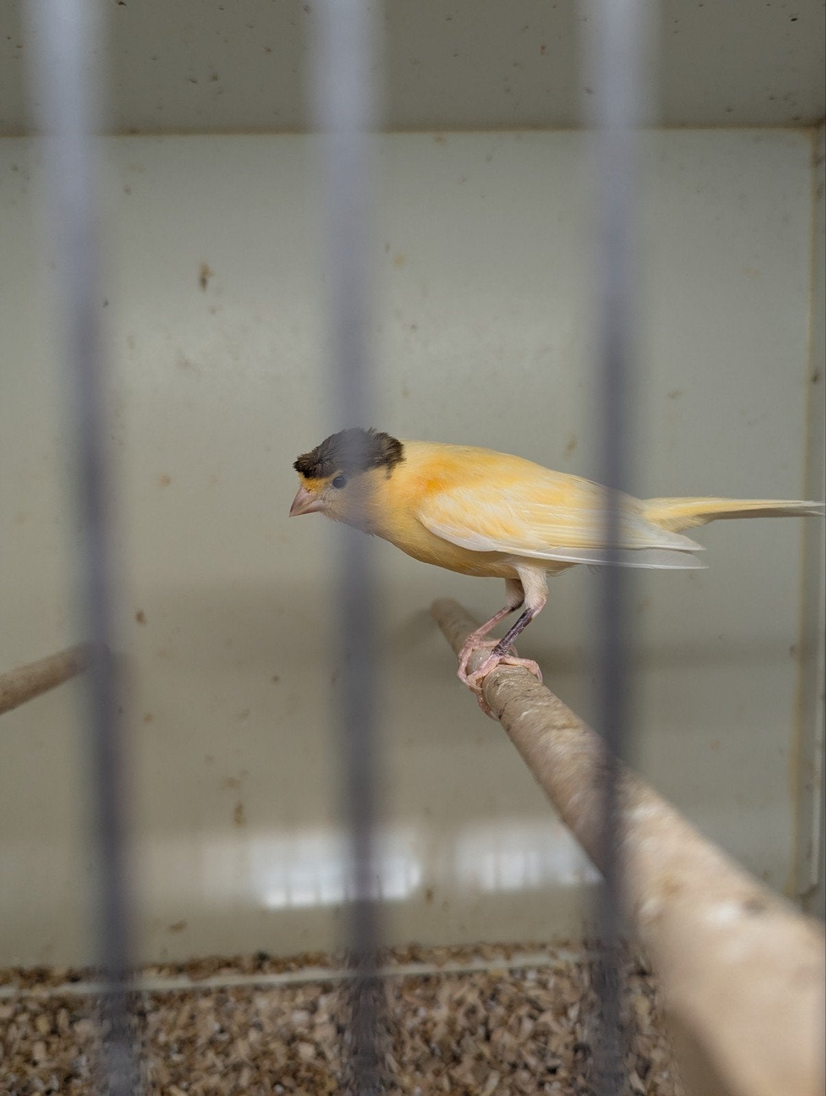 Harlekijn kanarie, Dieren en Toebehoren, Vogels | Kanaries