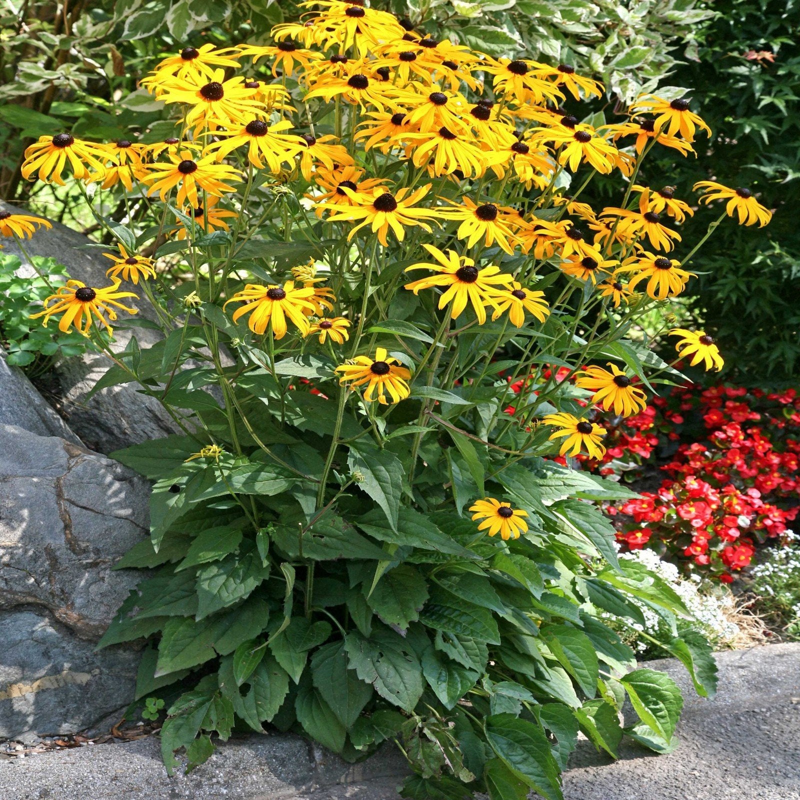 Rudbeckia Goldsturm, Tuin en Terras, Planten | Tuinplanten, Ophalen, Overige soorten, Volle zon
