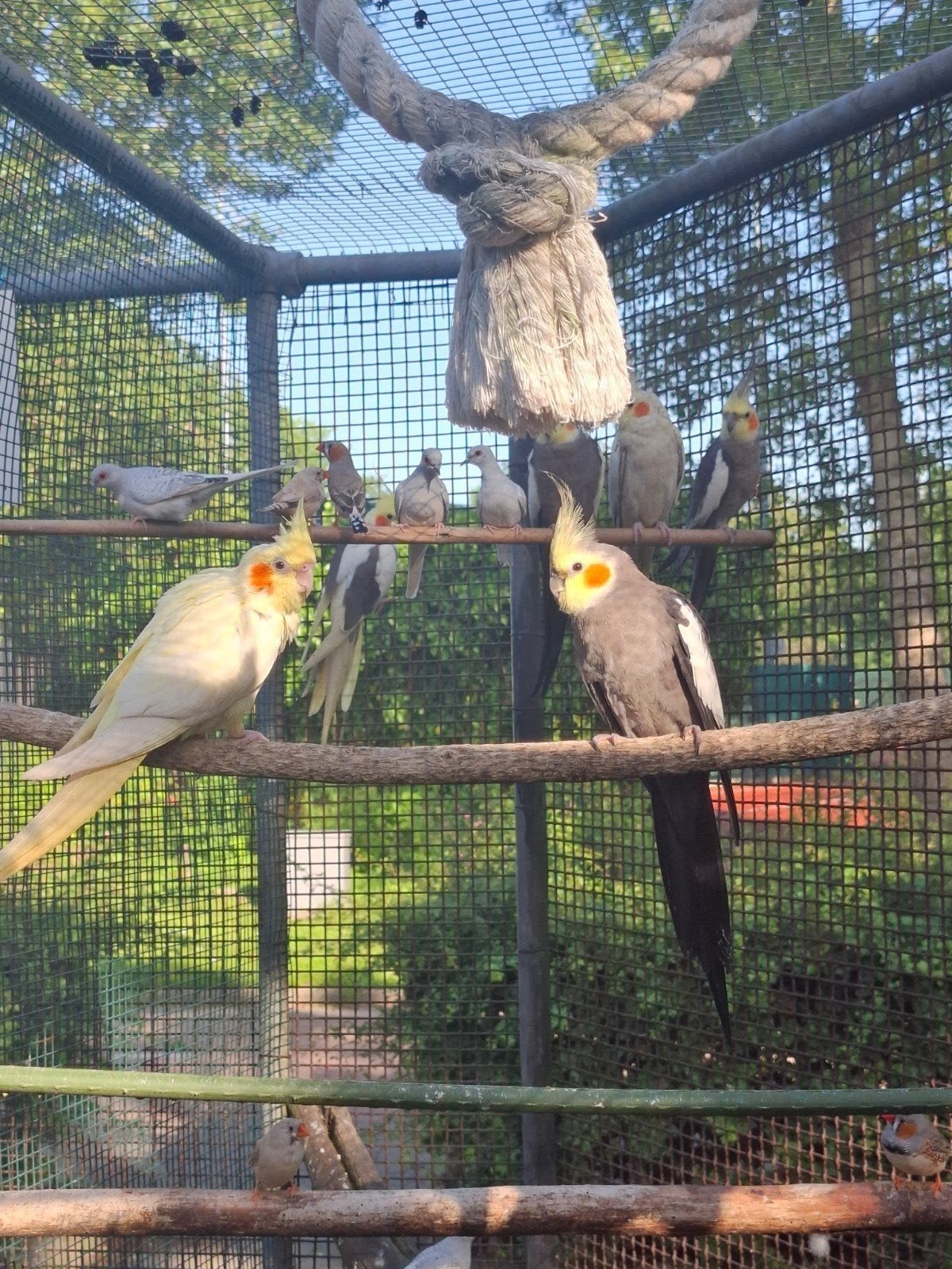 3 Valkparkieten te koop: 32,50 euro per stuk, Dieren en Toebehoren, Meerdere dieren, Parkiet
