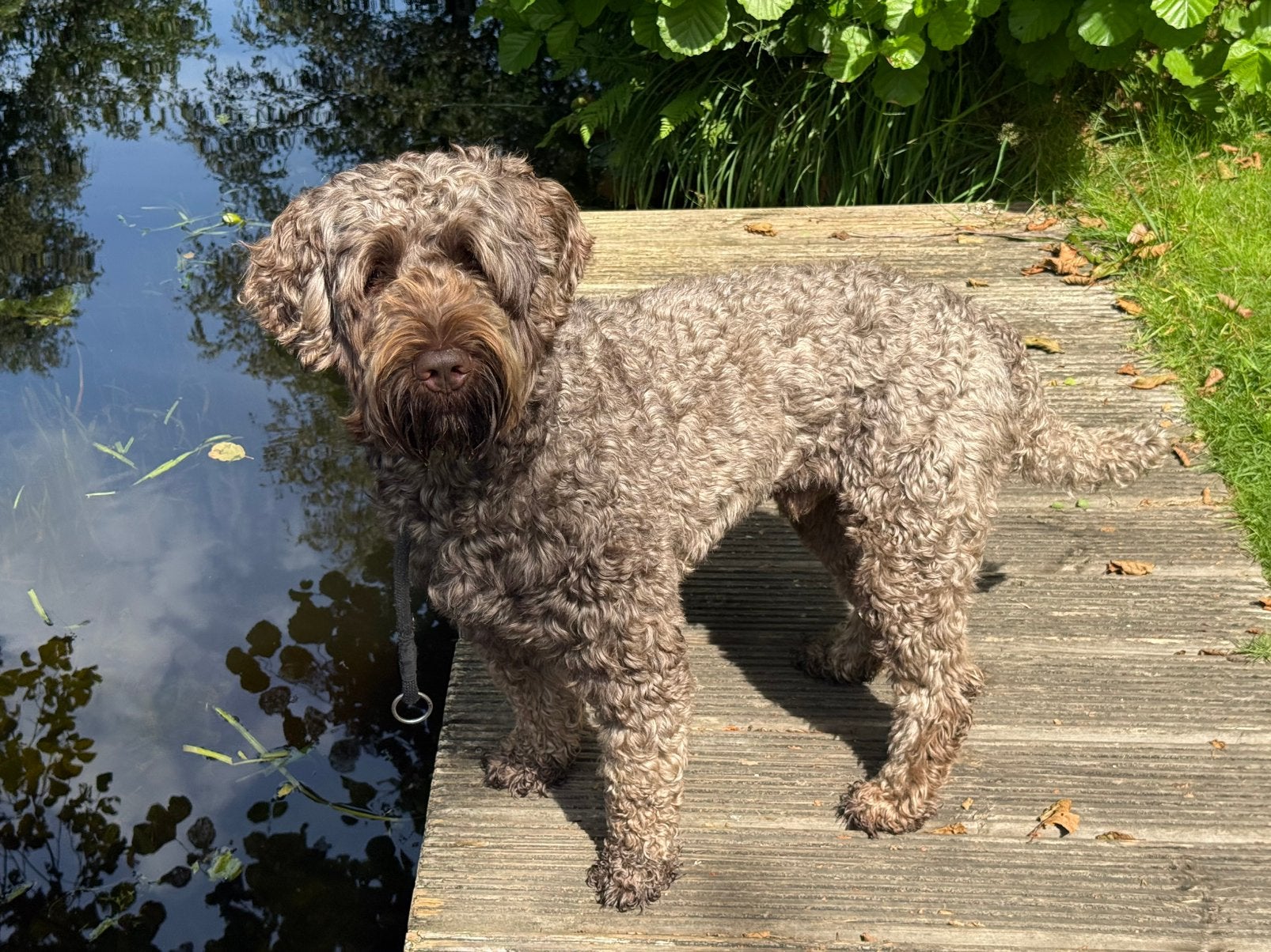 Dekreu bruine multigen australian labradoodle 3 jaar oud, Reu, Parvo, Eén hond, 3 tot 5 jaar