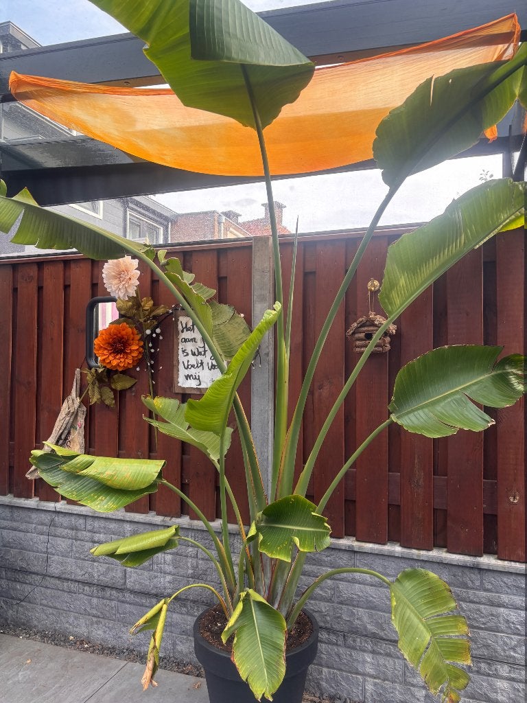 Voor de planten liefhebber/ster .., Huis en Inrichting, Kamerplanten, Ophalen, 200 cm of meer, Overige soorten, Halfschaduw