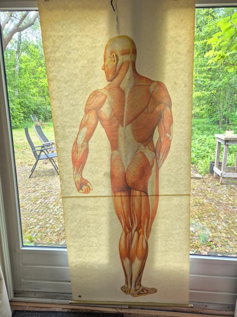 Anatomische Spierenposter - Fysiotherapie Praktijk, Ophalen of Verzenden