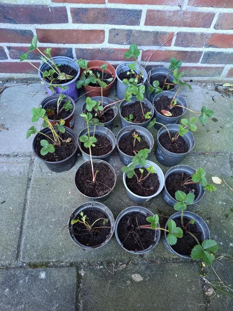 aardbeienplantjes, doordragers, Tuin en Terras, Ophalen, Fruitplanten, Volle zon