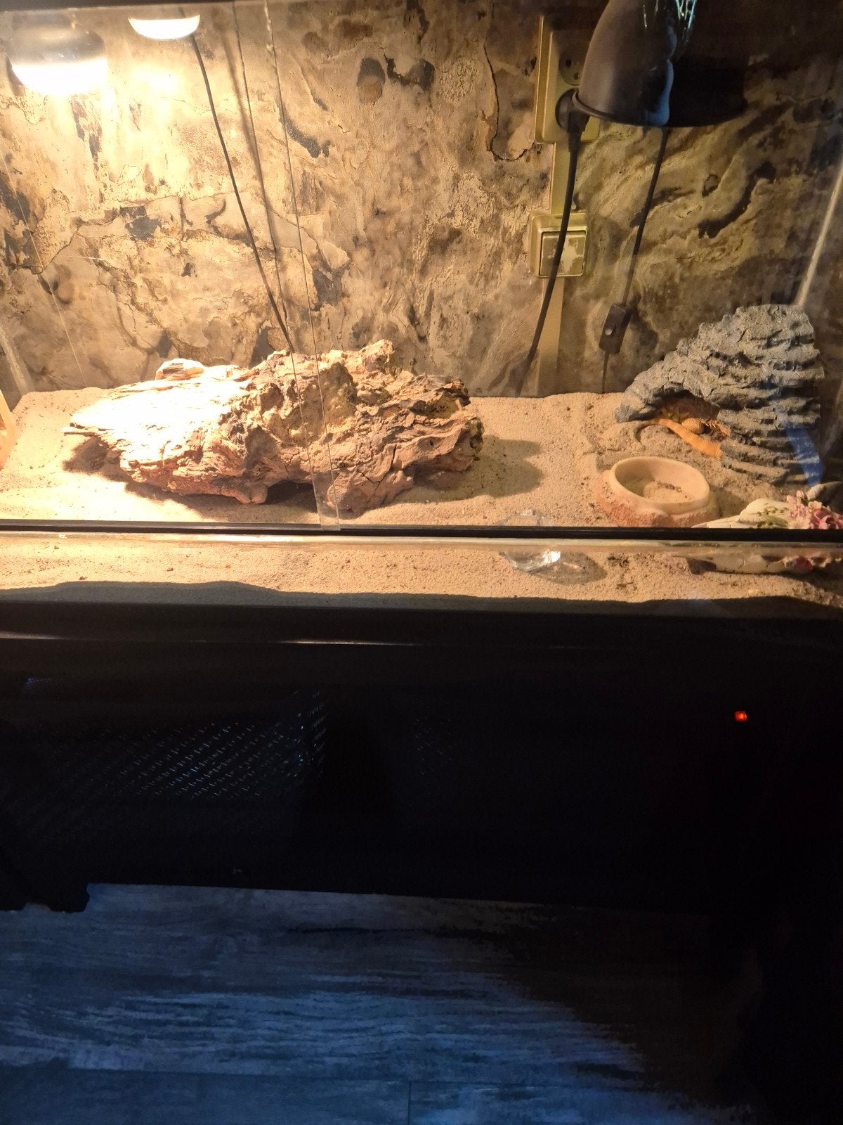 Baardagaam incl terrarium en alle toebehoren Bearded Dragon - male for sale from jacqueline
