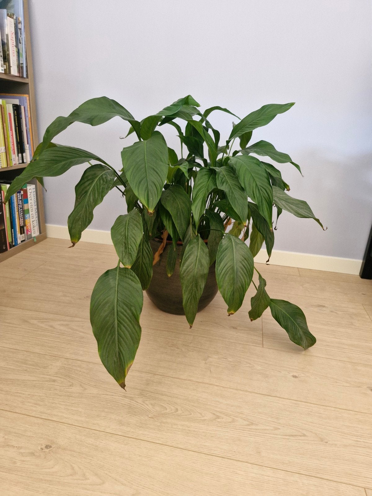 Lepelplant in intratuin pot, Ophalen, Halfschaduw, Minder dan 100 cm