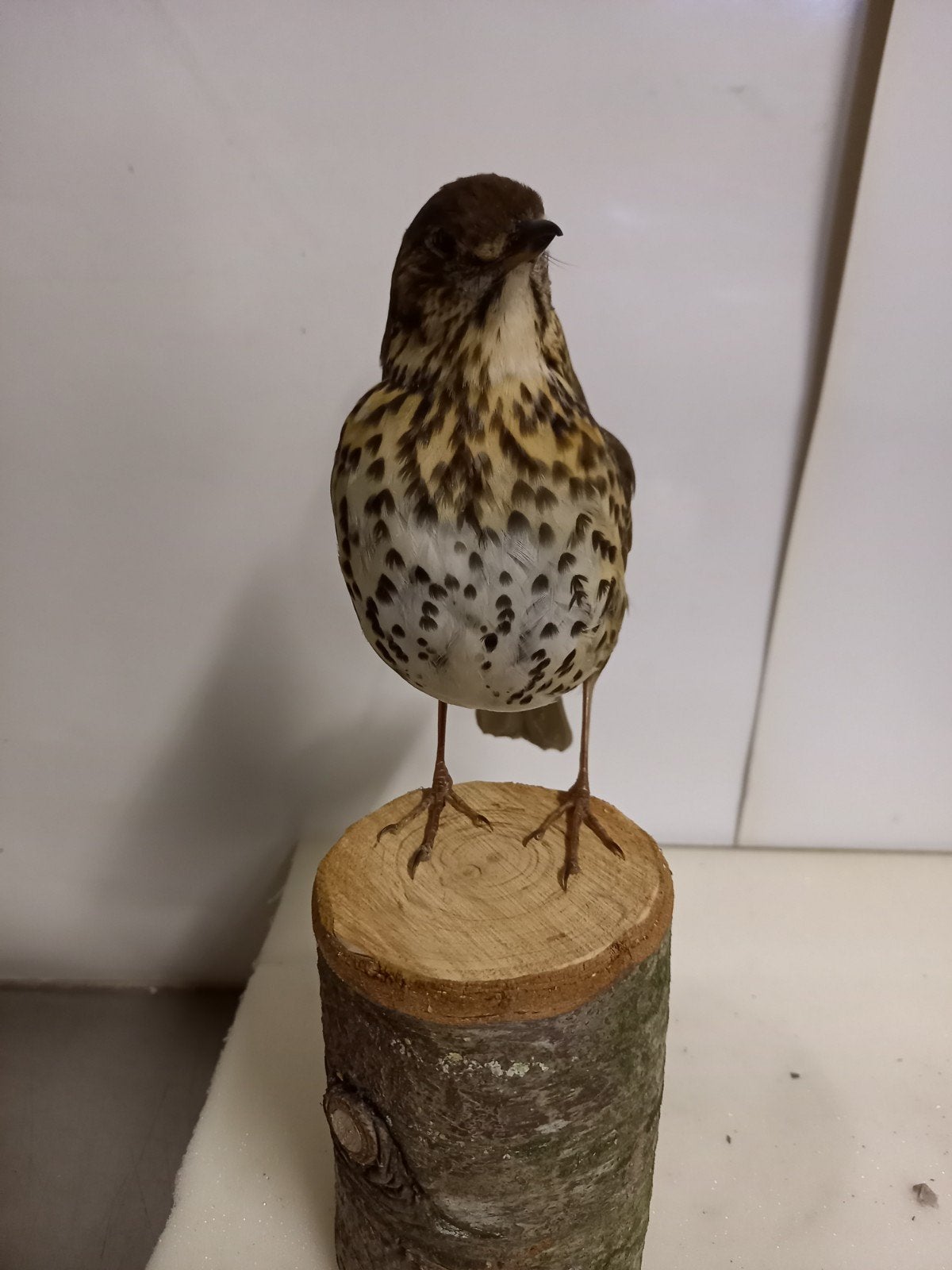 opgezette zanglijster, Ophalen of Verzenden, Zo goed als nieuw, Vogel, Opgezet dier