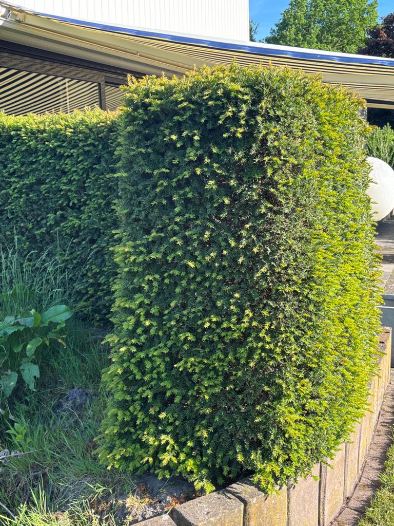 Gratis taxushaag, Ophalen, Taxus, Haag, 100 tot 250 cm