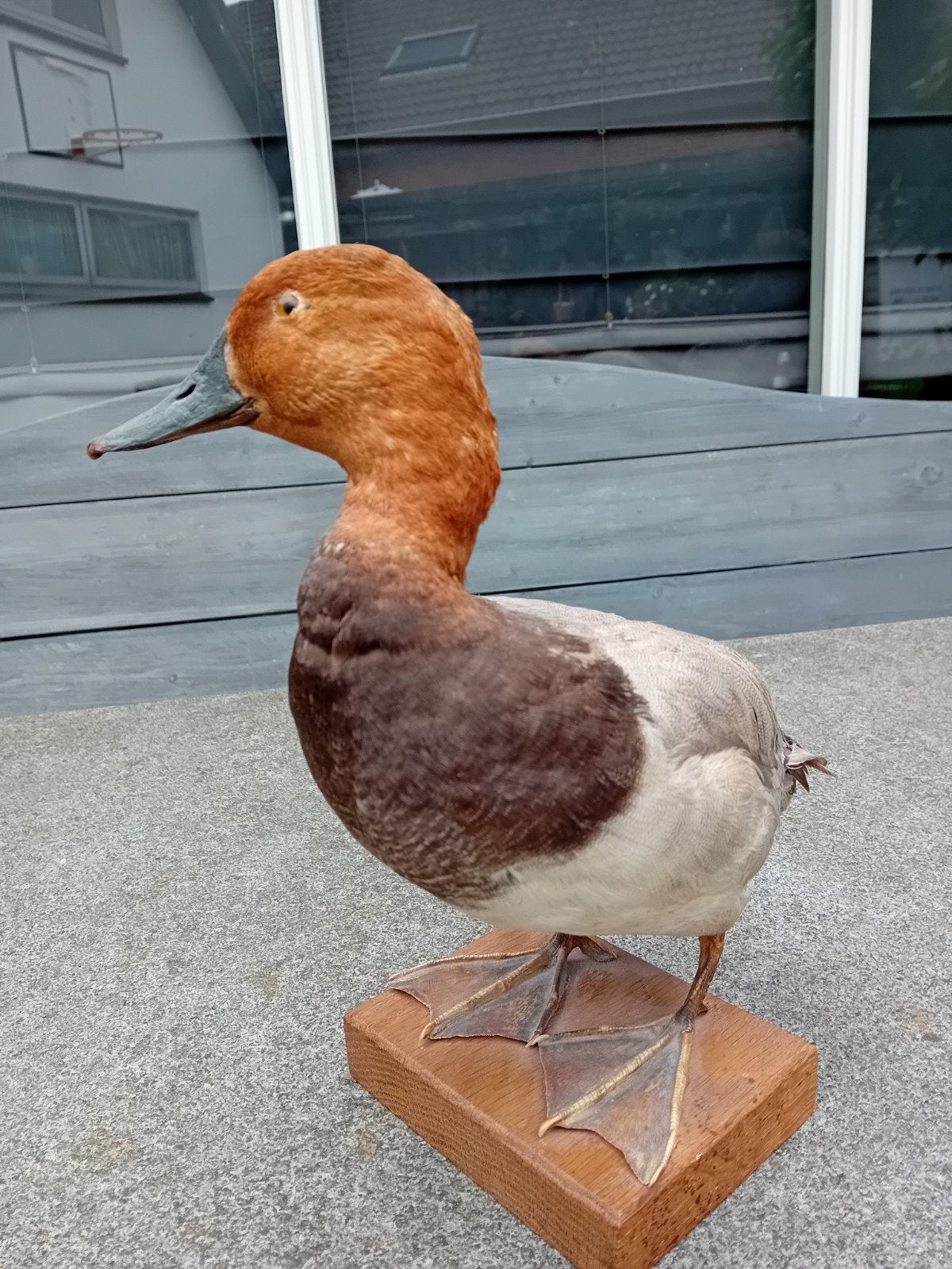 Opgezette eend taxidermie, Verzamelen, Dierenverzamelingen, Ophalen of Verzenden, Zo goed als nieuw, Vogel, Opgezet dier