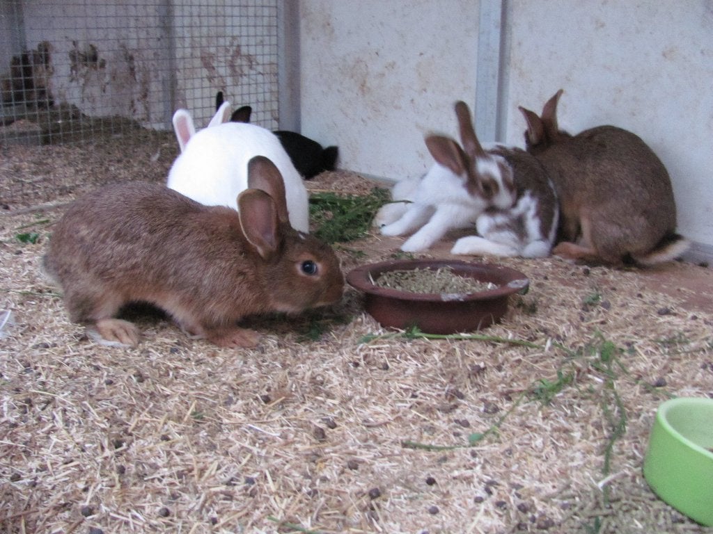 jonge konijnen, Dieren en Toebehoren, Meerdere dieren, Middelgroot, 0 tot 2 jaar