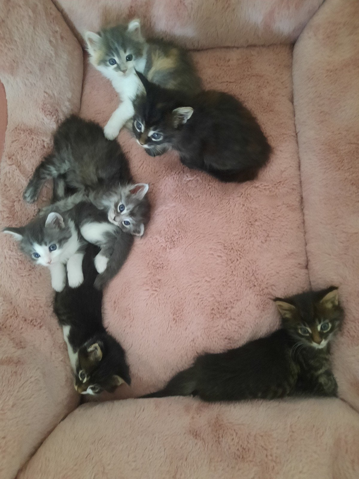 maincoon kittens, Dieren en Toebehoren, Meerdere dieren, Ontwormd