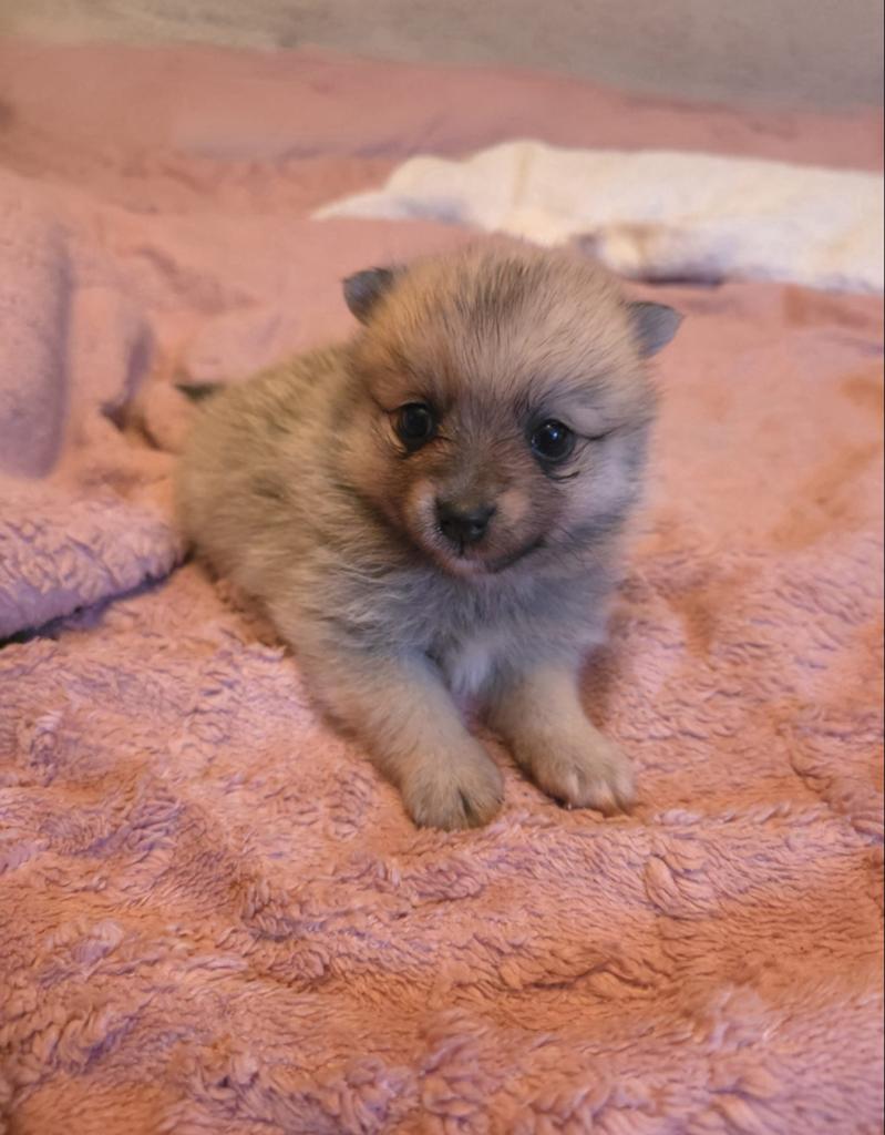 Raszuivere mini pomeriaan pup ️️️️, Keeshond, 8 tot 15 weken, Parvo, Meerdere dieren