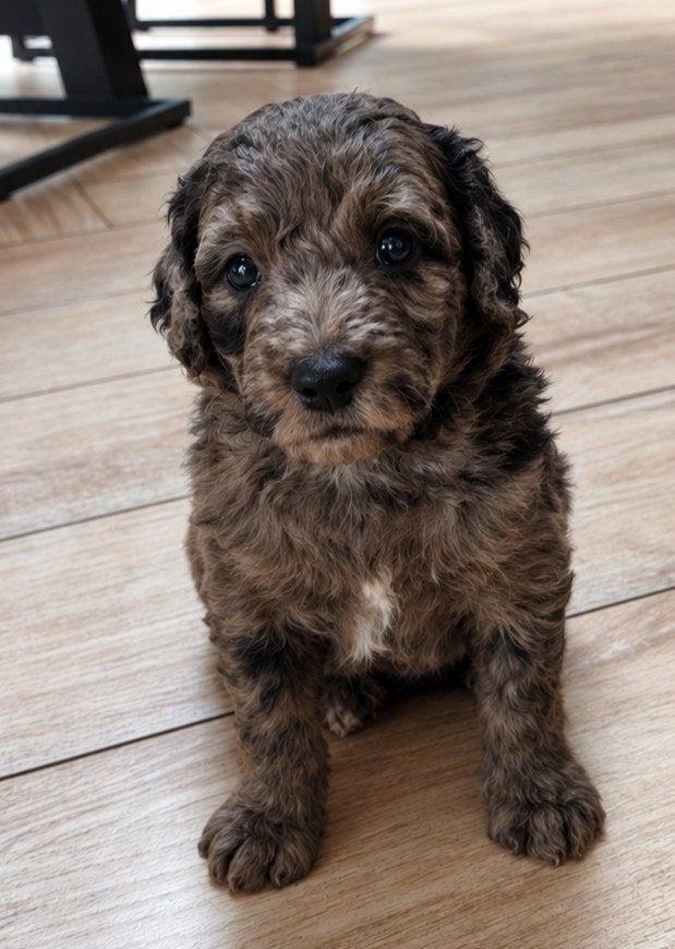 Multigen Bernedoodle Medium pups | enkele beschikbaar, Dieren en Toebehoren, Overige rassen, CDV (hondenziekte), 8 tot 15 weken