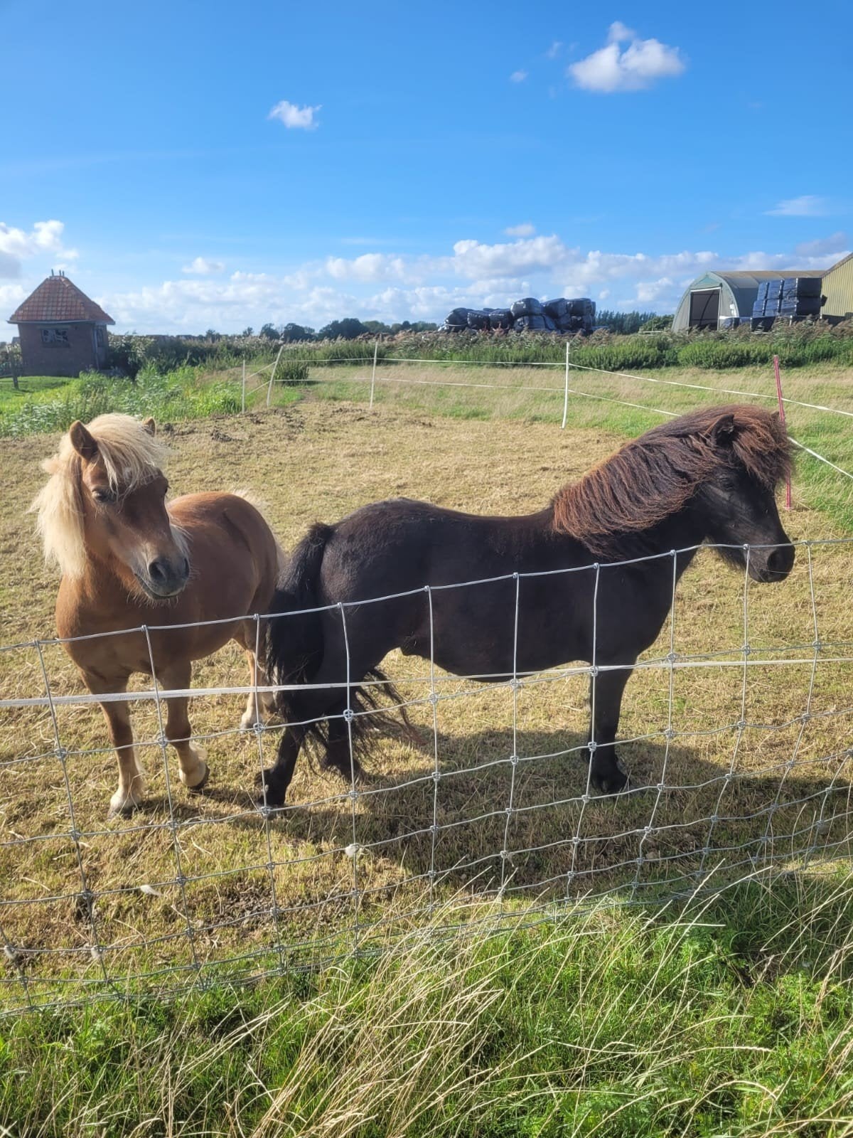de 2 liefste shetlanders, Dieren en Toebehoren, Merrie, Met stamboom, Zadelmak, A pony (tot 1.17m)