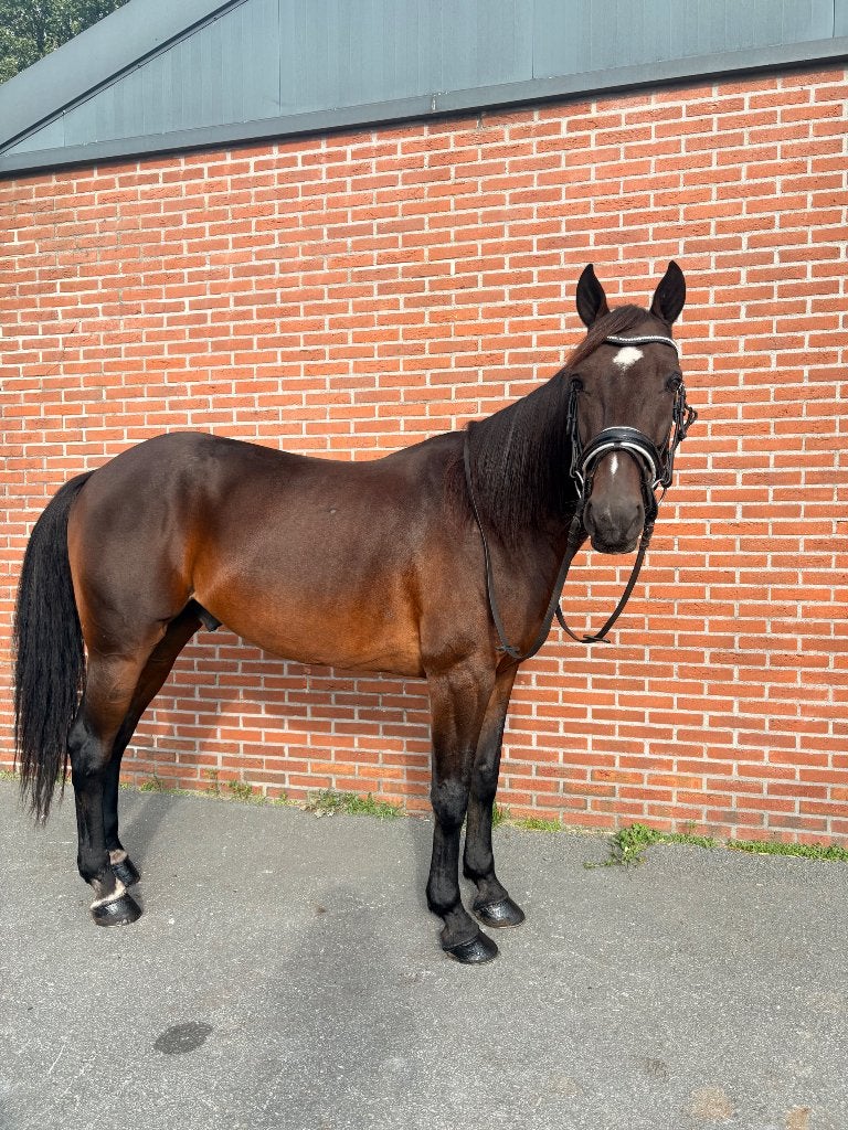 recreatie paard, Dieren en Toebehoren, Gechipt, Ruin, Zadelmak, 7 tot 10 jaar