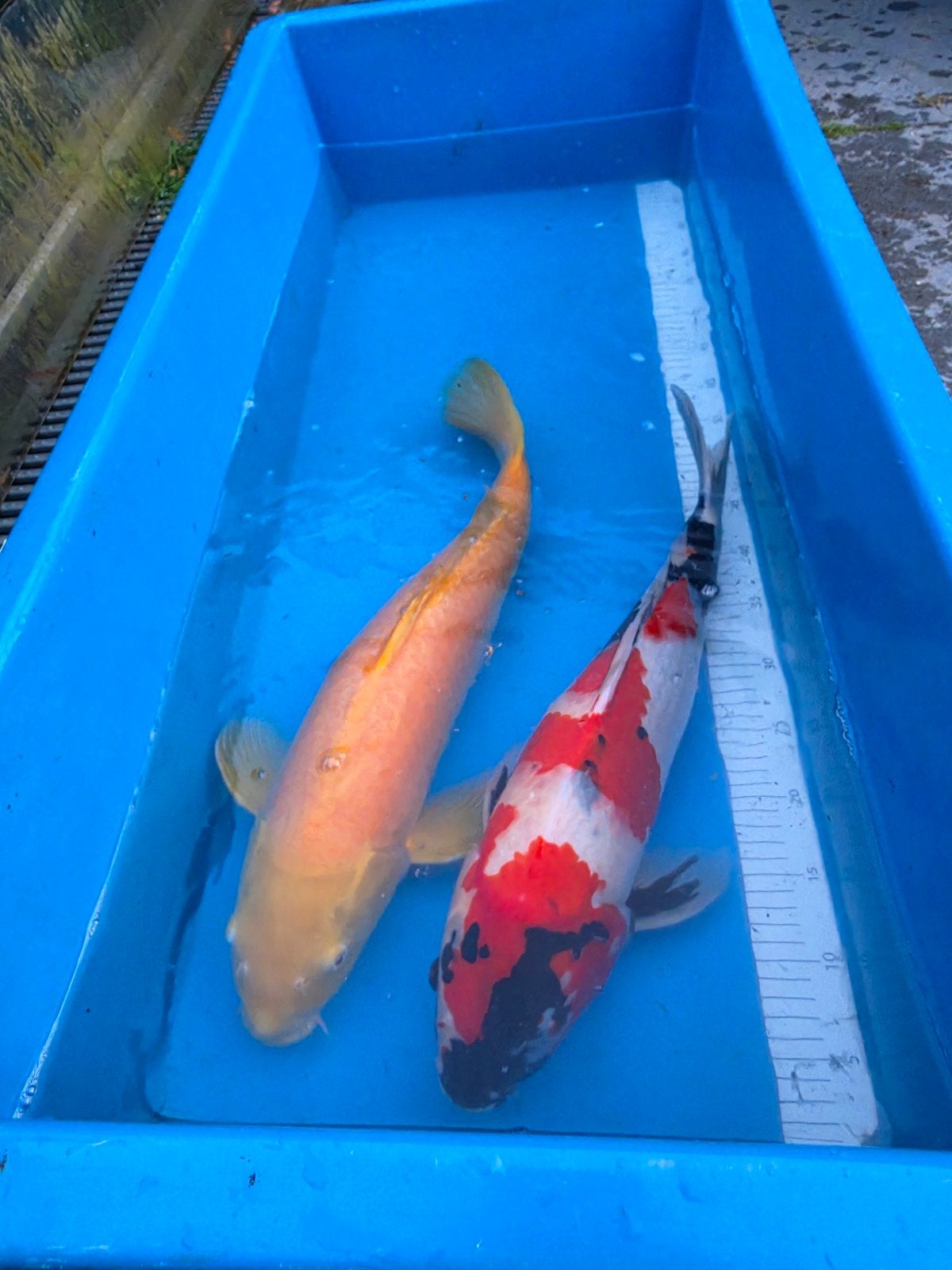 Japanse koi verschillende variëteiten en kwekers!, Dieren en Toebehoren, Karper of Koi
