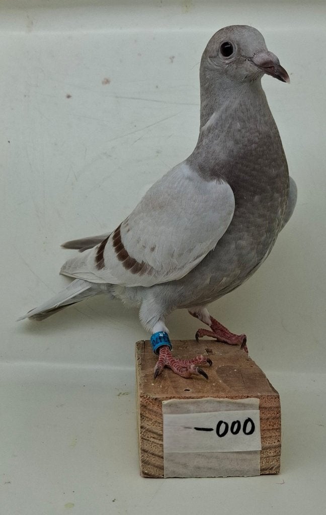 Te koop jonge duif uit "The Hunt" (000), Dieren en Toebehoren, Vogels | Duiven, Geslacht onbekend, Postduif