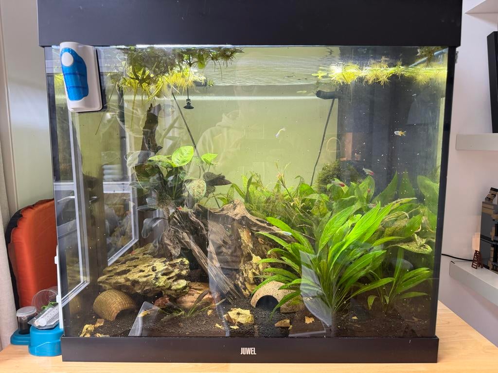 Juwel Lido 200, Dieren en Toebehoren, Ophalen, Gebruikt, Gevuld zoetwateraquarium