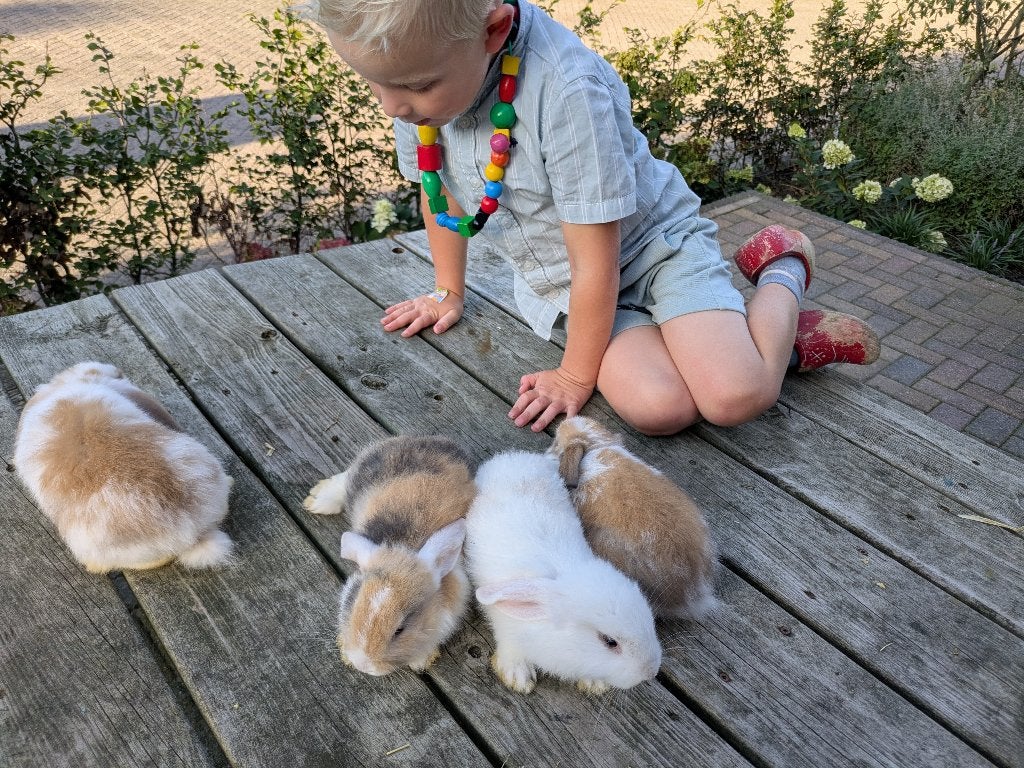 Schattige, kindvriendelijke hangoor konijntjes geboren!, Dieren en Toebehoren, Konijnen, Meerdere dieren, Klein, Hangoor, 0 tot 2 jaar