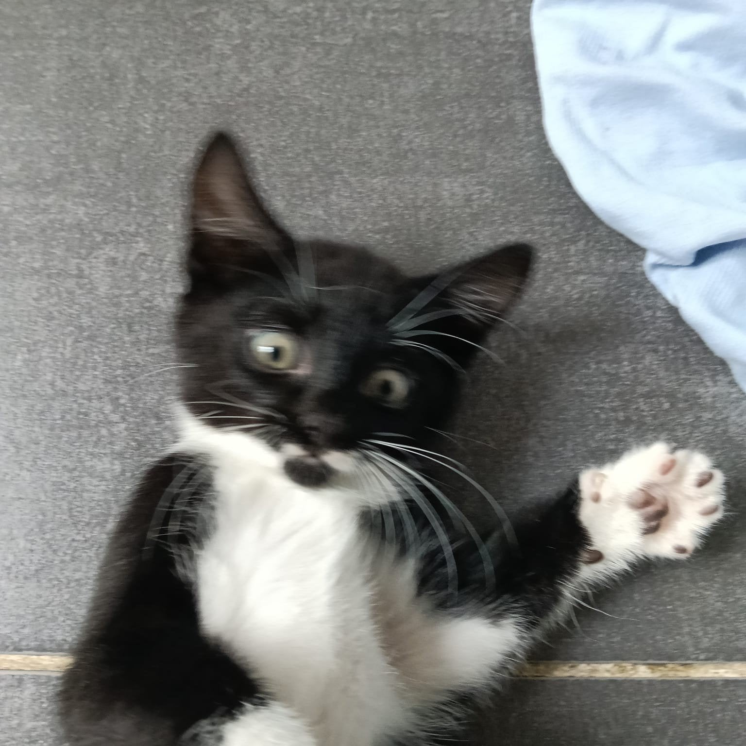 3 LIEVE ZWARTE KITTENS TE KOOP, Meerdere dieren