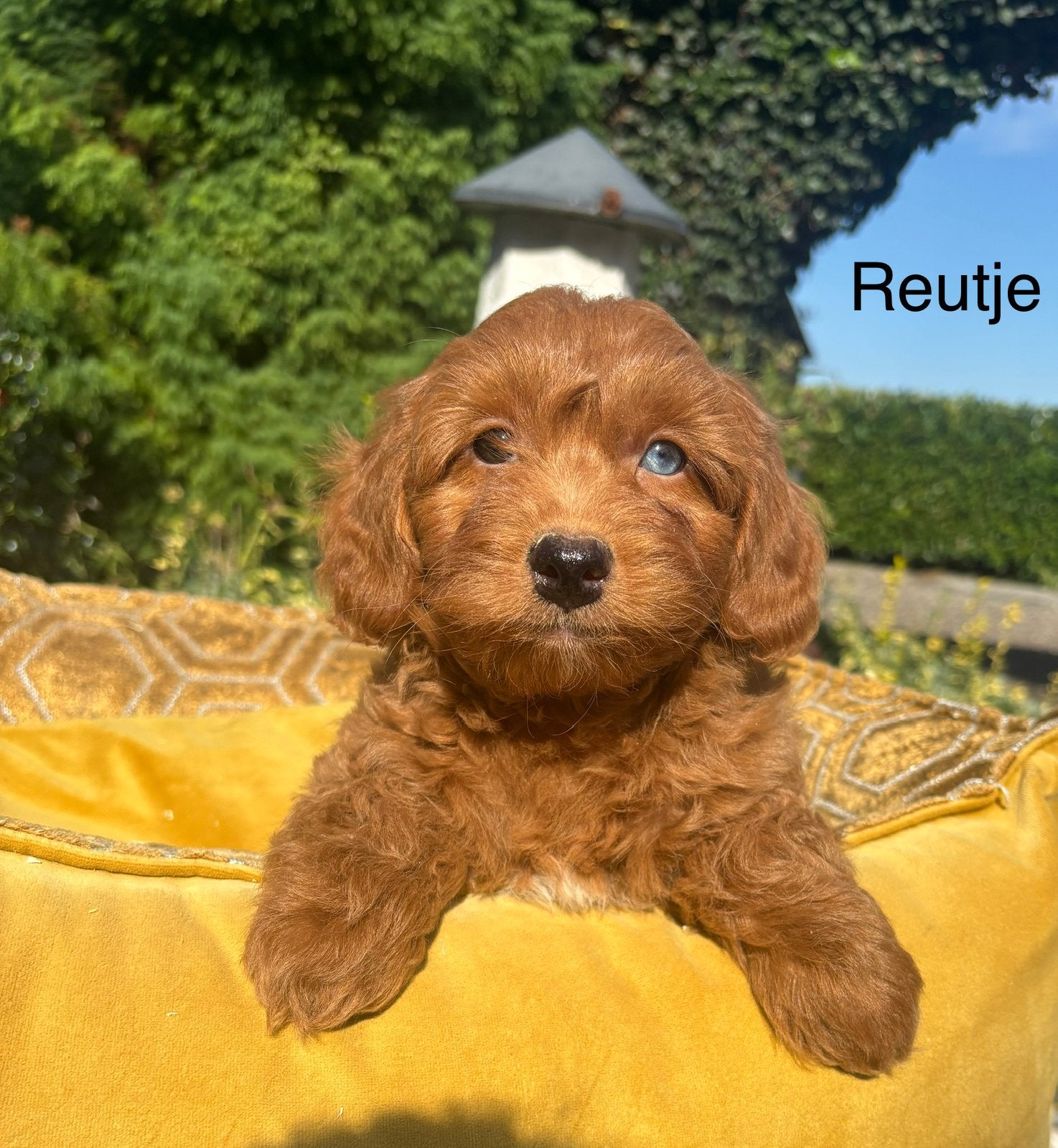 Boomer x Labradoodle mini pups, Dieren en Toebehoren, Nederland, Overige rassen, 8 tot 15 weken, Meerdere