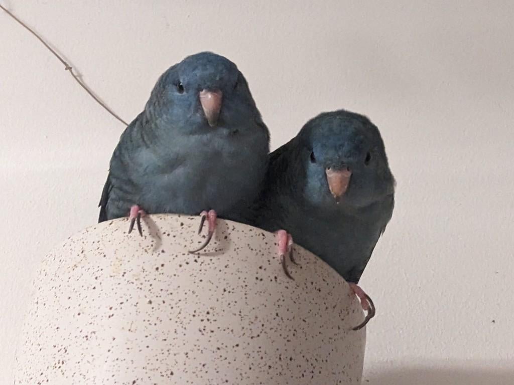 Blauwe catharina parkietjes op zoek naar ruime leefplek, Mannelijk, Parkiet, Geringd