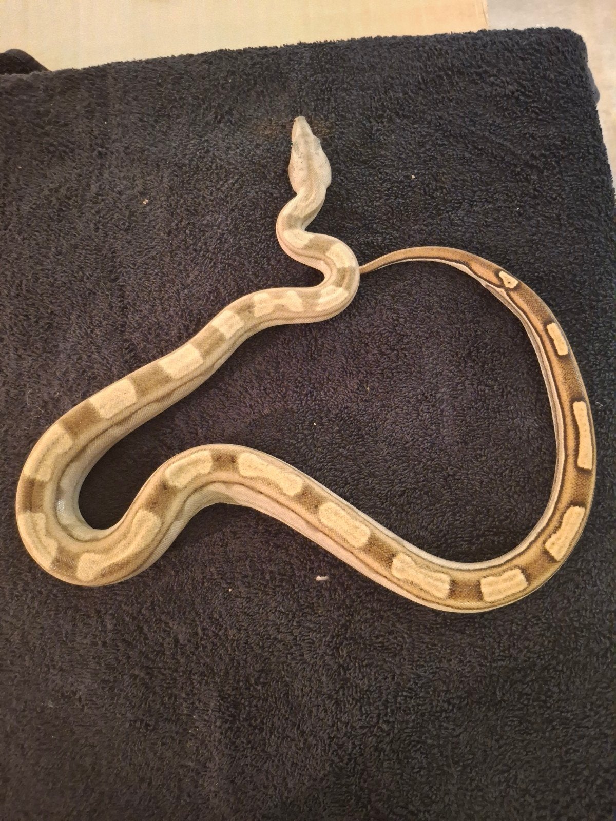 Boa Constrictor Imperator Boa Constrictor photo 5