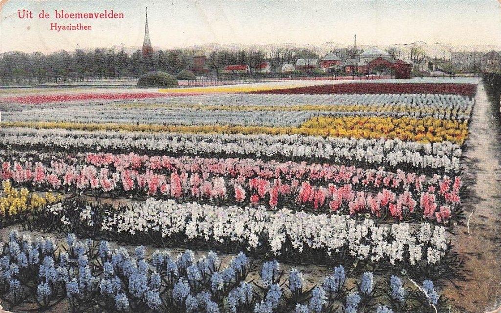 703-465-005 Uit De Bloemenvelden Hyacinthen, Verzenden, Voor 1920, Noord-Holland