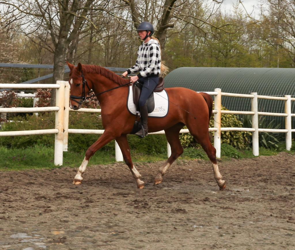 Knappe, brave 4-jarige For Ferrero merrie, Merrie, 165 tot 170 cm, Dressuurpaard, 3 tot 6 jaar
