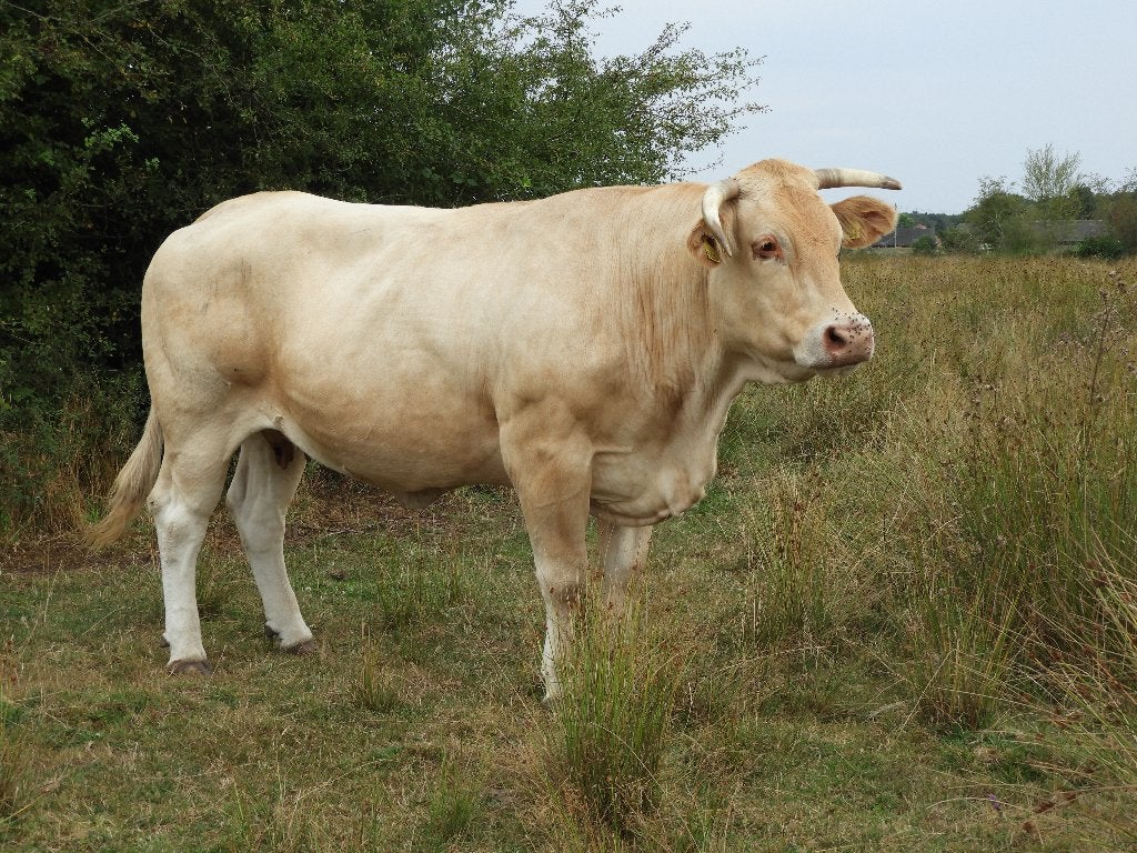 Blonde d'Aquitaine drachtige koeien, Dieren en Toebehoren, Vrouwelijk, 7 tot 10 jaar
