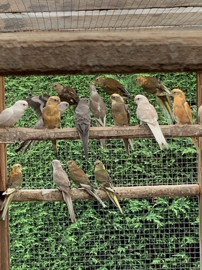 Roodrug parkieten, Dieren en Toebehoren, Vogels | Parkieten en Papegaaien, Meerdere dieren, Parkiet, Geringd