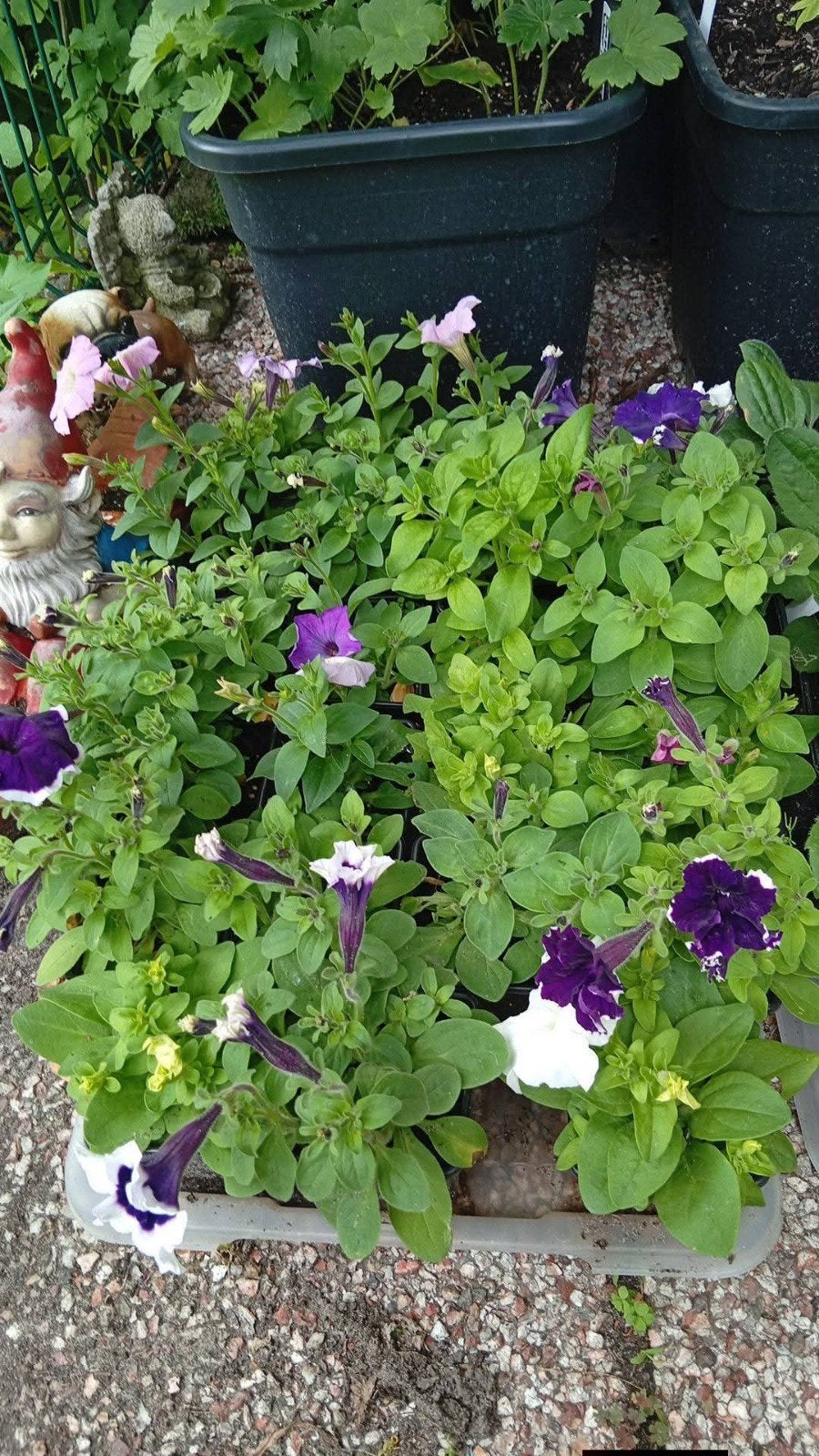 Petunia plantjes in diverse kleuren, Tuin en Terras, Planten | Tuinplanten, Ophalen, Overige soorten, Volle zon