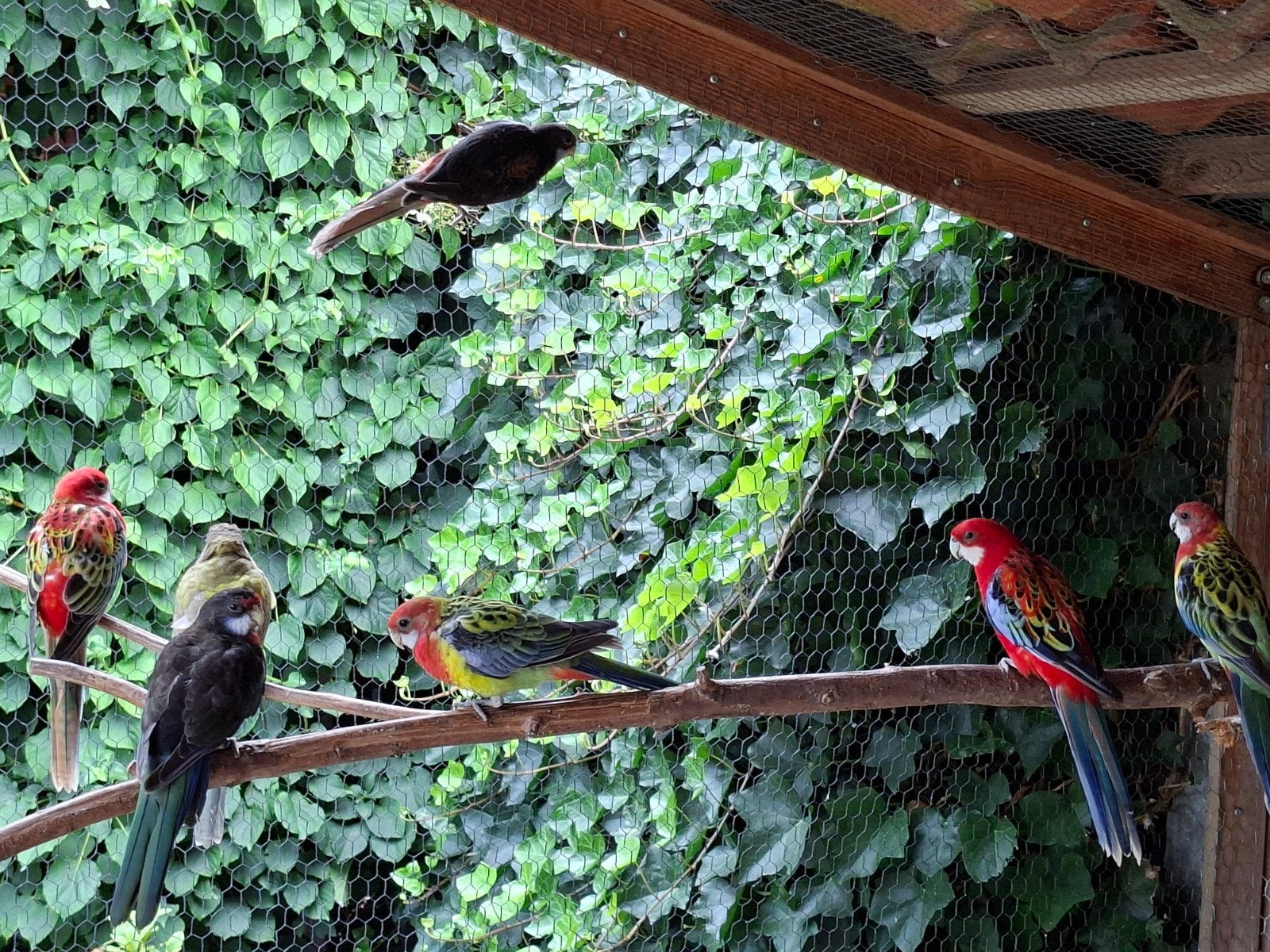 Rosella's, Dieren en Toebehoren, Vogels | Parkieten en Papegaaien, Meerdere dieren, Parkiet, Geringd