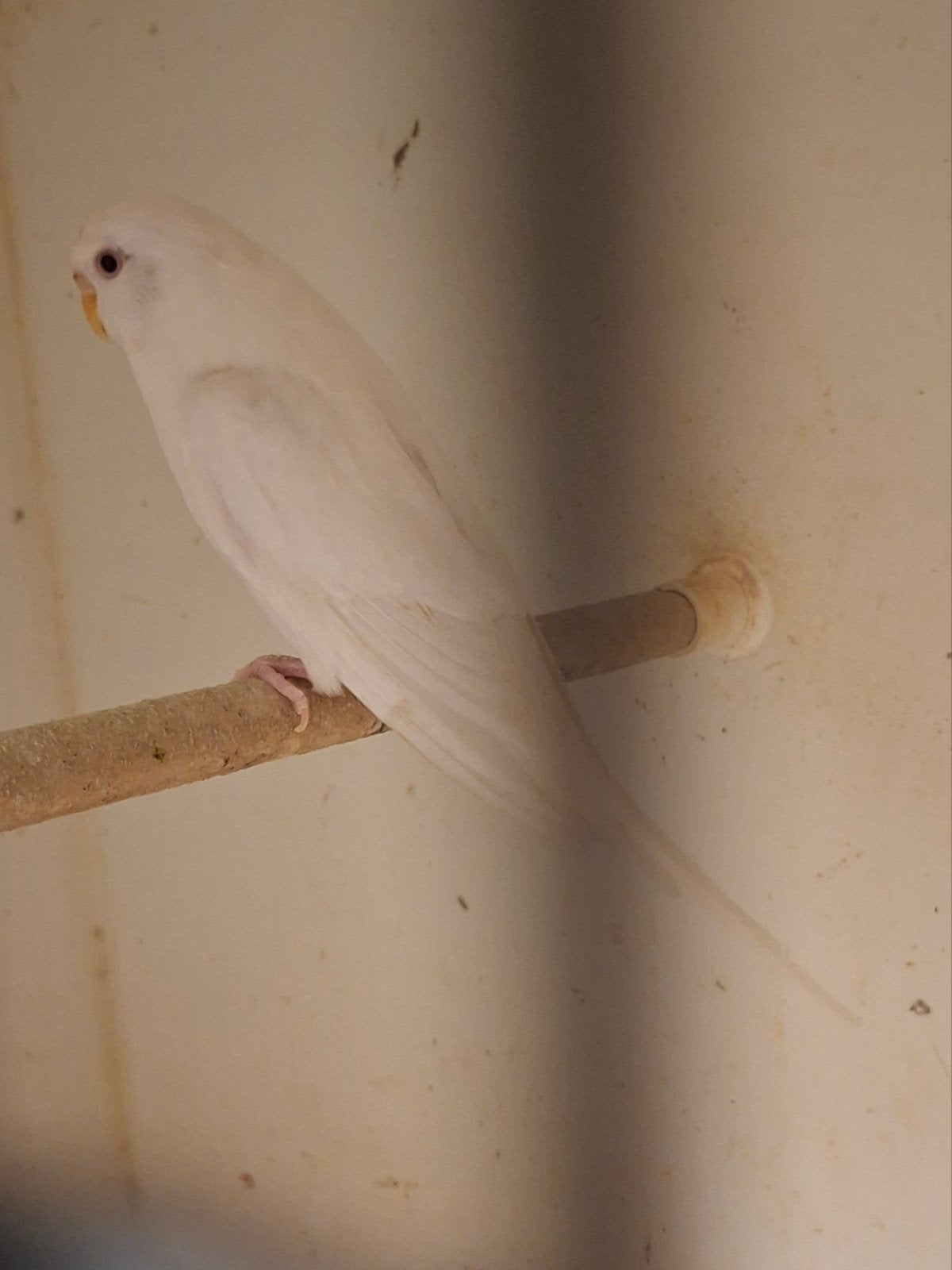 Albino popje, Dieren en Toebehoren
