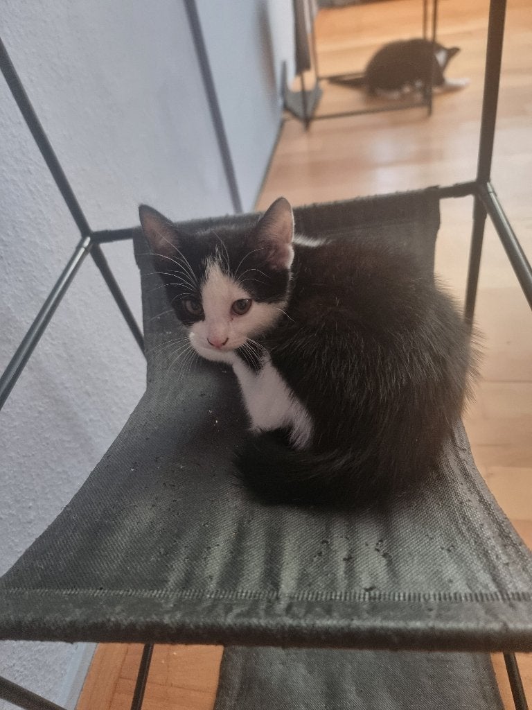 Kittens te koop, Dieren en Toebehoren, Meerdere dieren, 0 tot 2 jaar
