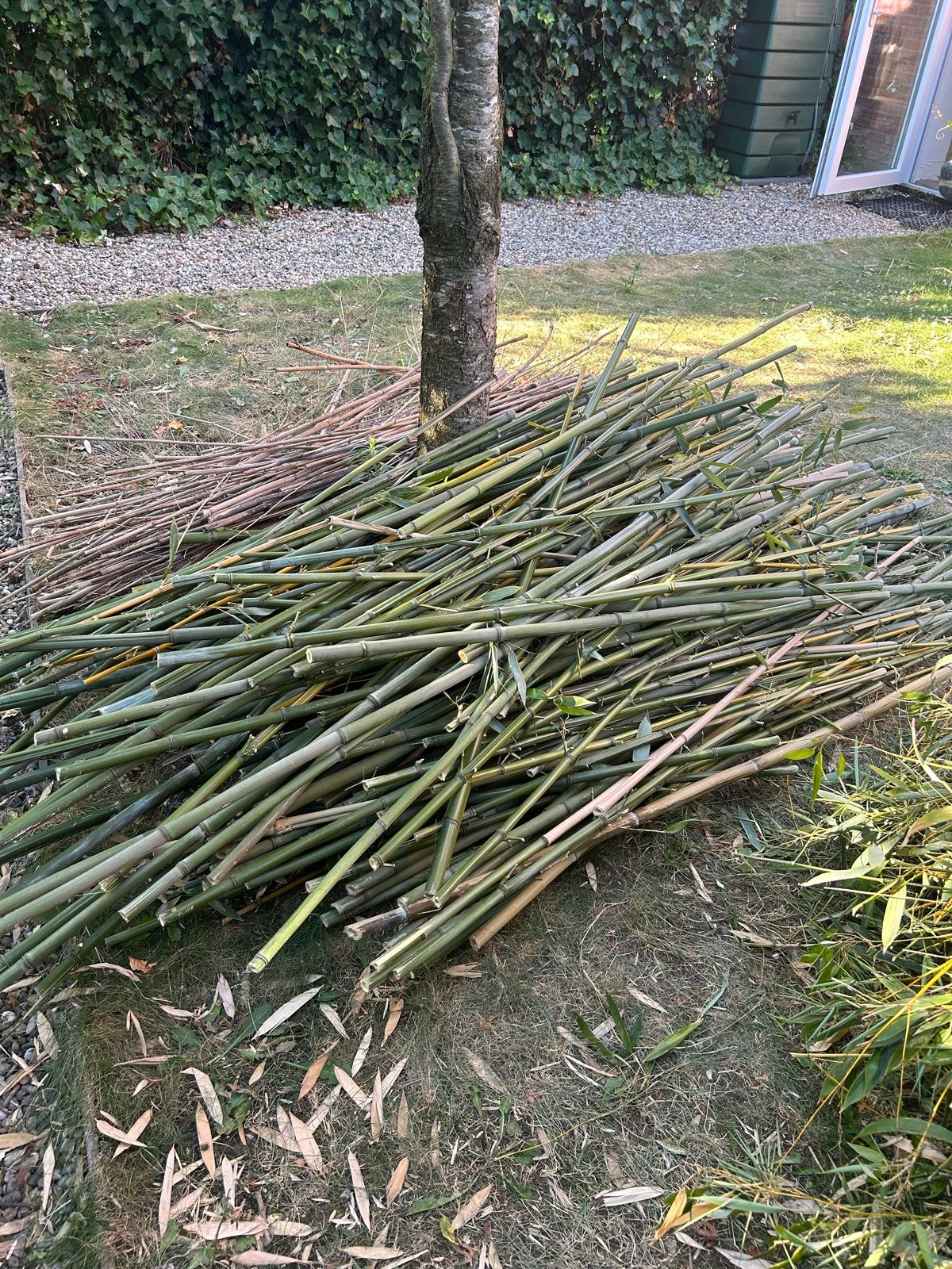 Gratis bamboe stokken, Volle zon, Vaste plant, Bloeit niet, Ophalen