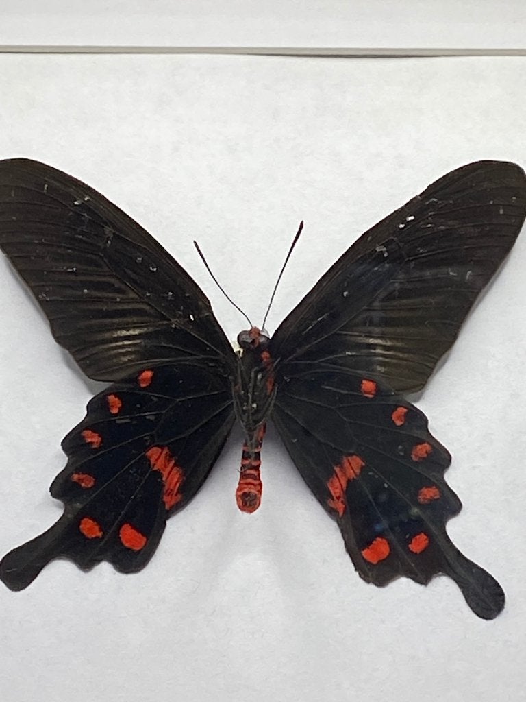 vlinder Pachliopta Kutzebuea, Ophalen of Verzenden, Nieuw, Insect, Opgezet dier
