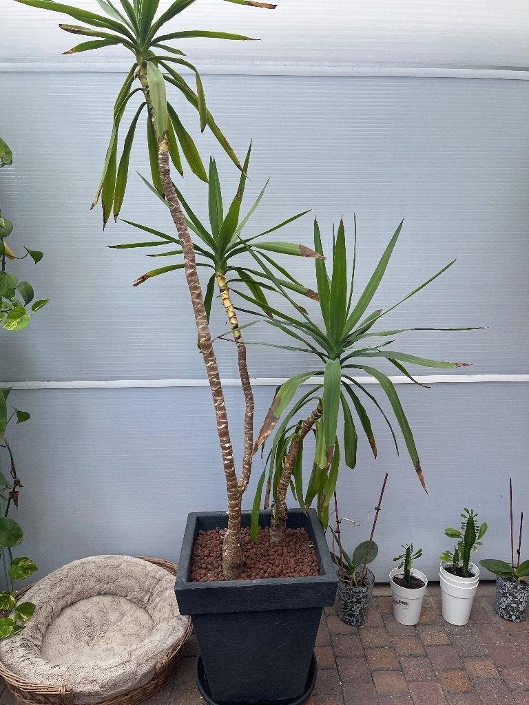 Yucca, Tuin en Terras, Ophalen, Vaste plant, Overige soorten, Volle zon