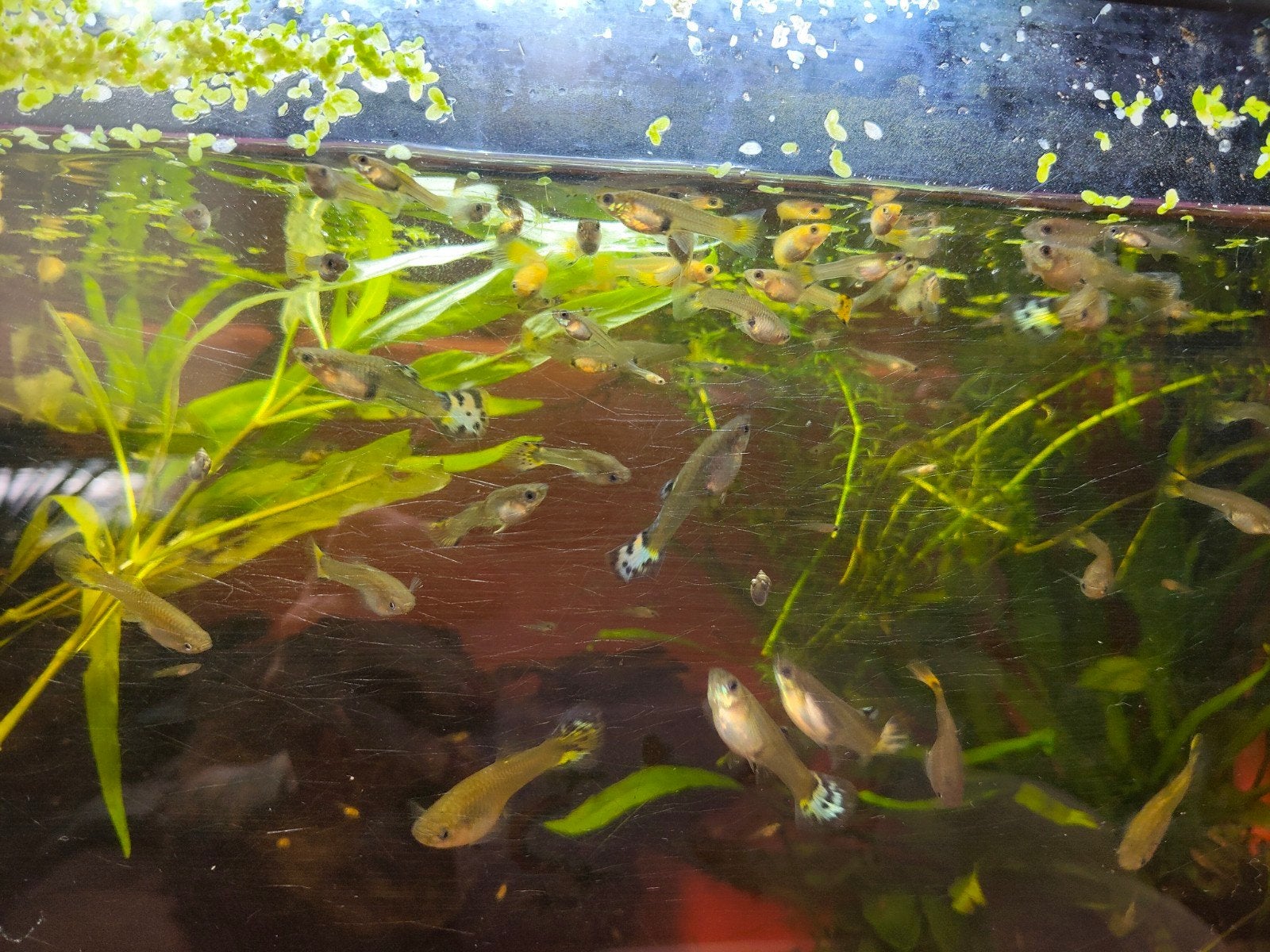 Dames en baby guppen zie omschrijving, Dieren en Toebehoren, Vissen | Aquariumvissen, Vis
