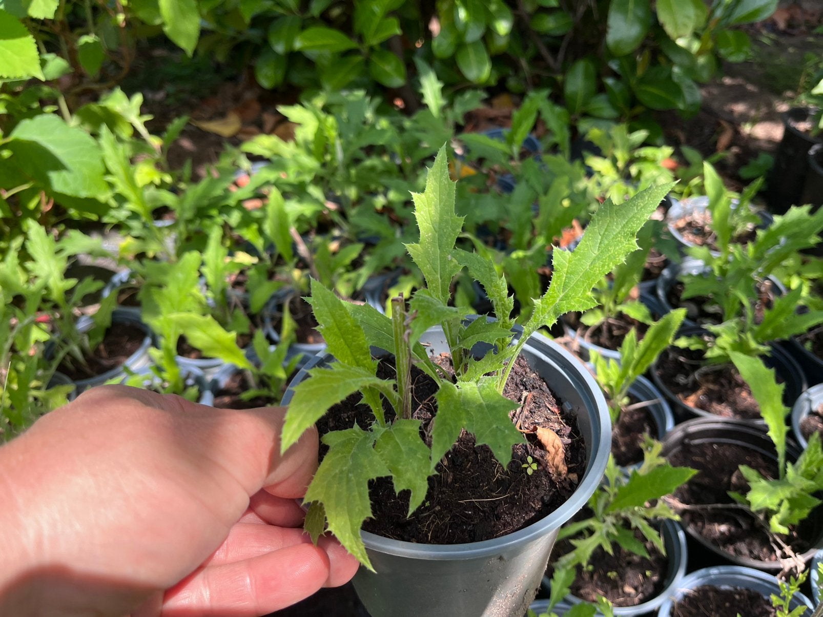 Kogeldistel - Echinops bannaticus, Tuin en Terras, Planten | Tuinplanten, Ophalen, Overige soorten, Volle zon